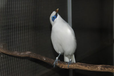 Satwa Liar Banyak Dijadikan Konten Medsos, Ini Tanggapan KLHK